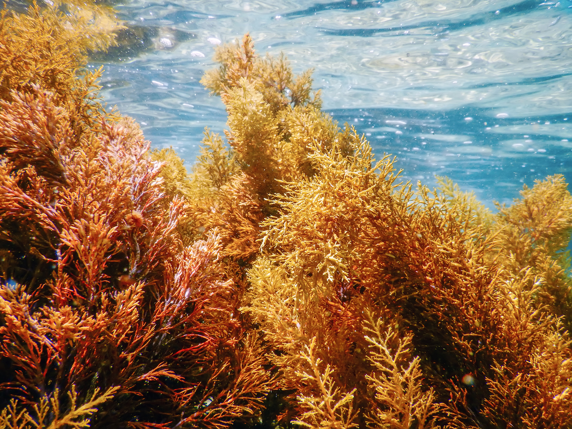 seaweed-brown-cream-amrine-1